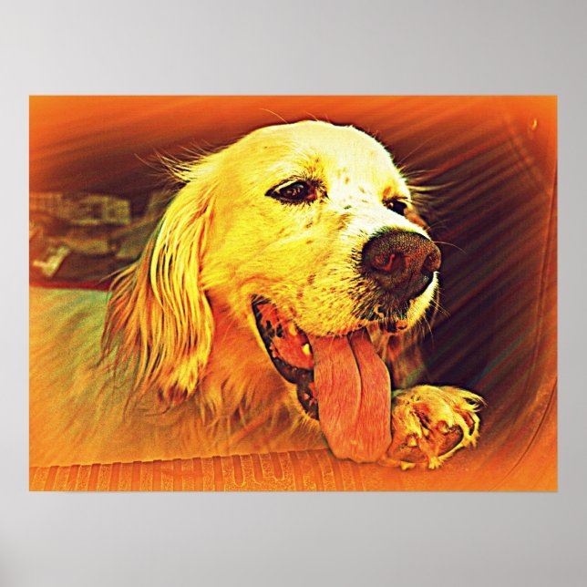 Poster Cachorro Caçador Inglês (Frente)