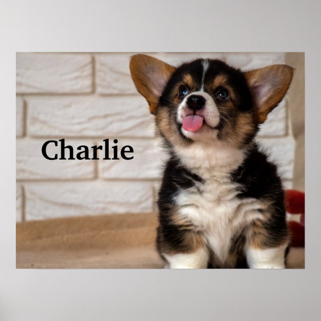 Poster Cachorro Cachorro Cachorro Pembroke Welsh Corgi (Frente)