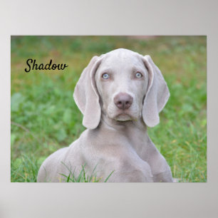 Poster Cachorro-Cachorro Personalizado do Weimaraner