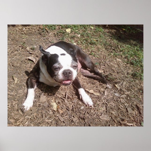 Poster Cachorro Cansado da Fotografia de Summer Ken Gage (Frente)