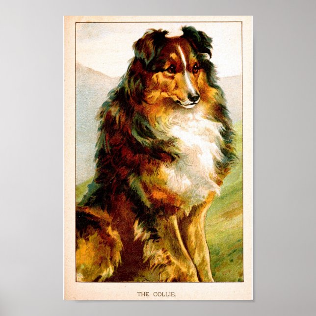 Pôster Cachorro Collie da Sexta-feira (Frente)