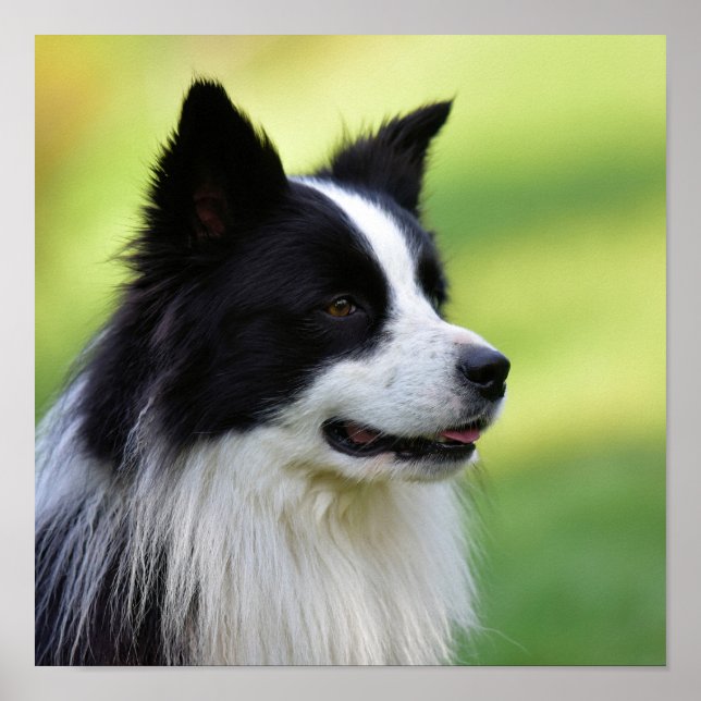 Poster Cachorro Collie de Borda Negra (Frente)