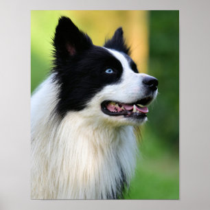 Poster Cachorro Collie de Borda Preta e Branca