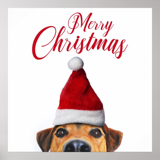 Poster Cachorro Curioso Fofo e Divertido com Chapéu de Pa (Frente)