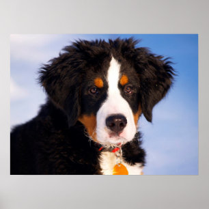 Poster Cachorro da Montanha Bernese
