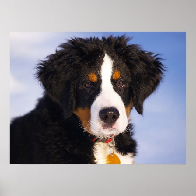 Poster Cachorro da Montanha Bernese (Frente)