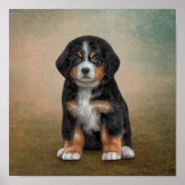 Poster Cachorro-da-montanha Bernese