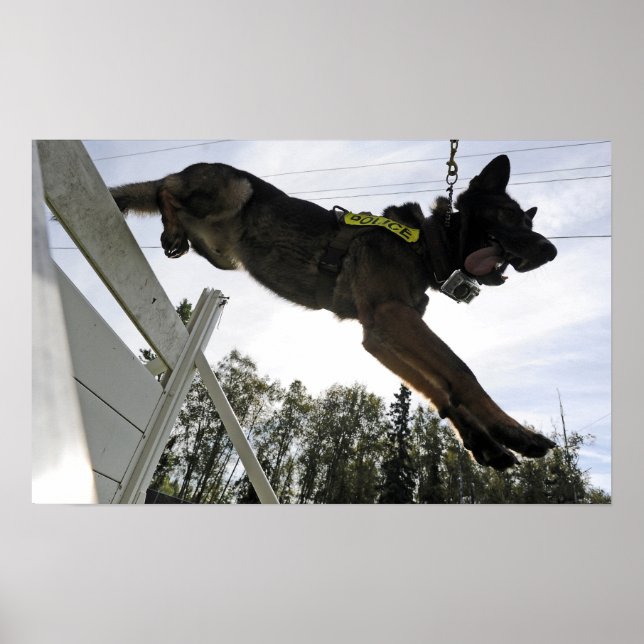Poster Cachorro da Polícia german shepherd (Frente)
