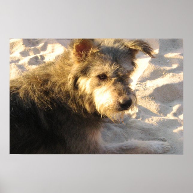 Poster Cachorro da Praia Tailandesa (Frente)