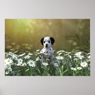 Poster Cachorro Dalmaciano em Daisies