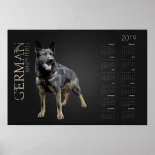 Poster Cachorro de German shepherd de Trabalho - Calendár