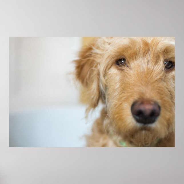 Poster Cachorro de Goldendoodle (Frente)