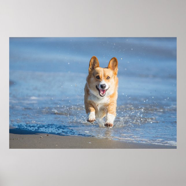 Poster Cachorro De Pembroke Welsh Corgi Correndo Na Praia (Frente)