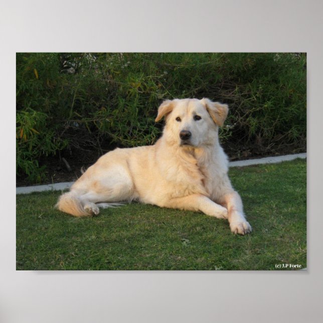 Poster Cachorro de Relaxamento (Frente)