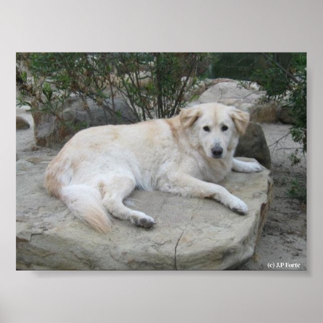 Poster Cachorro Descansando Em Uma Rocha (Frente)
