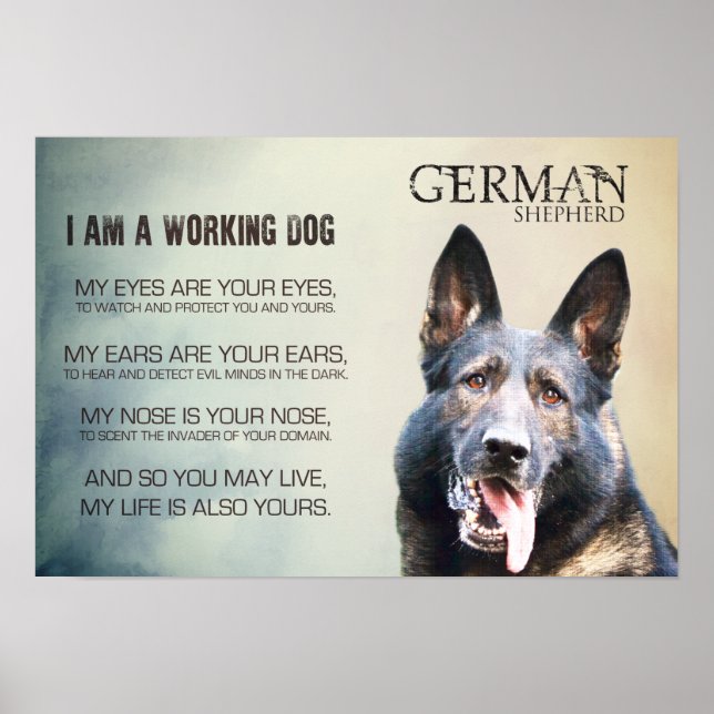 Pôster Cachorro do German shepherd de Trabalho - GSD (Frente)