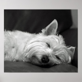 Poster Cachorro do oeste (West Highland Terrier)