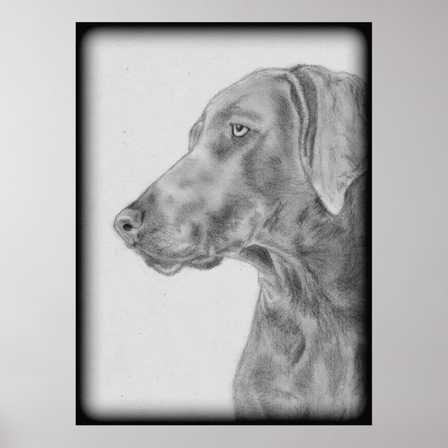 Poster Cachorro do Weimaraner da cinza (Frente)