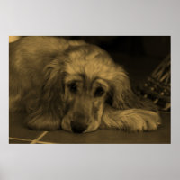 Cachorro Doce - Retriever de Ouro em Tom Sepia