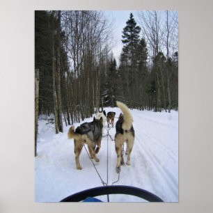 Poster Cachorro Dormindo em Quebec, Canadá