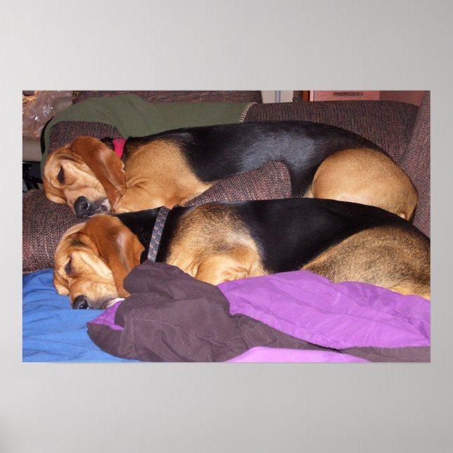 Poster Cachorro Duplo Cansado (Frente)