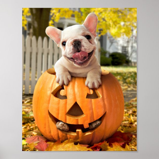 Poster Cachorro em Jack-o-Lanterna (Frente)