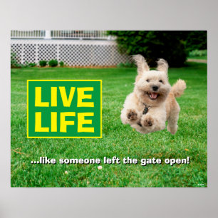 Poster Cachorro Em Jarda