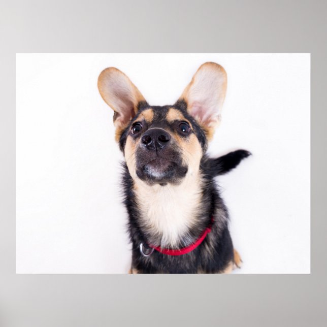 Poster Cachorro engraçado (Frente)