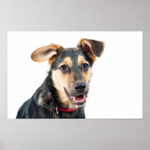 Poster Cachorro engraçado filhote