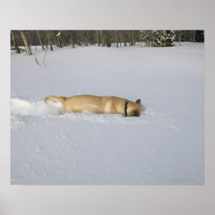 Poster Cachorro enterrado na neve