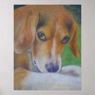 Pôster Cachorro Esparvo: Olhos