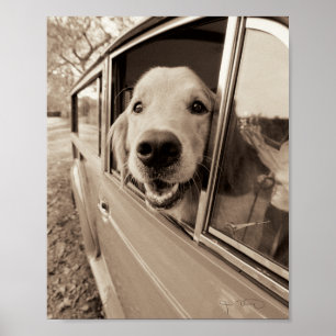 Poster Cachorro Fazendo uma Janela do Carro