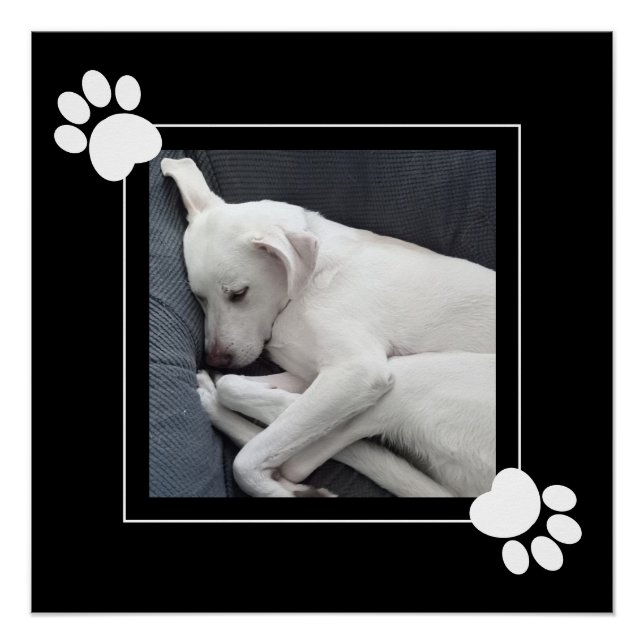 Pôster Cachorro Fofo Foto Única 1 Patas Preto e Branco (Frente)