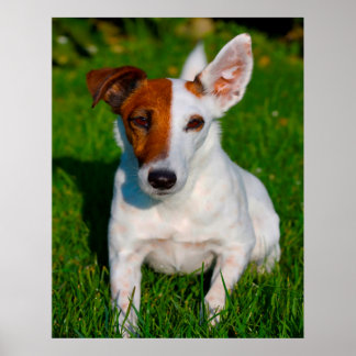 Poster Cachorro Fox Terrier.