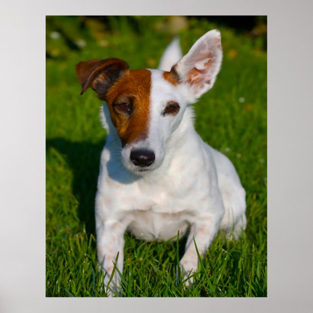 Poster Cachorro Fox Terrier. (Frente)