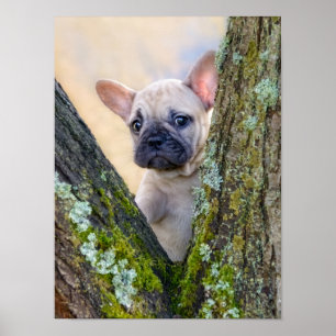 Poster Cachorro francês bonito colocando em um galho