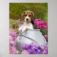 Cachorro Gelado Cachorro Cachorro numa Torneira de