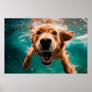 Poster Cachorro Golden Retriever Feliz Nadando Submerso