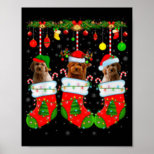 Poster Cachorro Goldendoodle em Meias de Natal Cachorro d