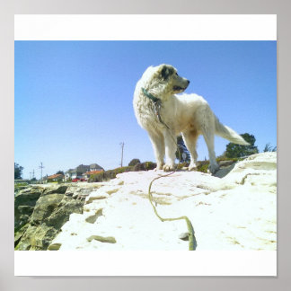 Pôster Cachorro Grande