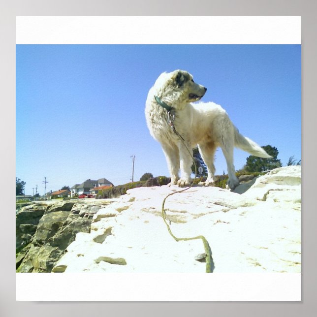 Pôster Cachorro Grande (Frente)