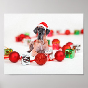 Pôster Cachorro Great Dane Fofo Chapéu de Natal do Papai