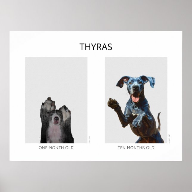 Poster Cachorro Great Dane personalizado envelhecendo  (Frente)