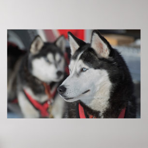 Poster Cachorro Husky antes de uma corrida, Canadá