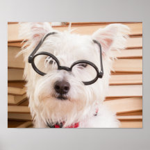 Cachorro inteligente