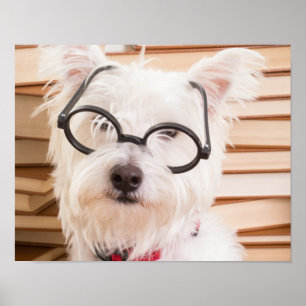 Pôster Cachorro inteligente