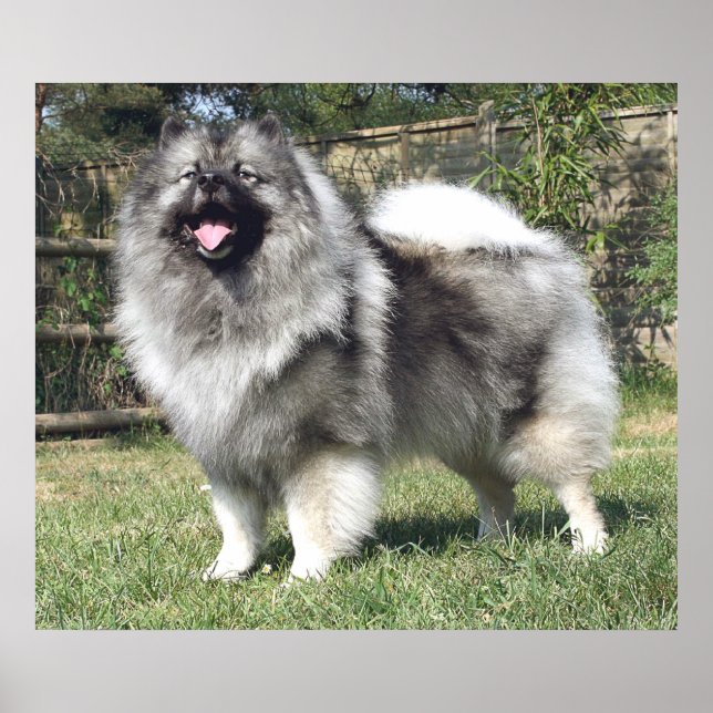 Poster Cachorro Keeshond (Frente)