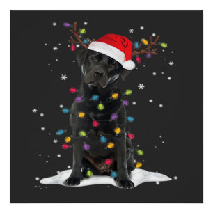 Pôster Cachorro Labrador Preto Luz da Árvore de Natal do