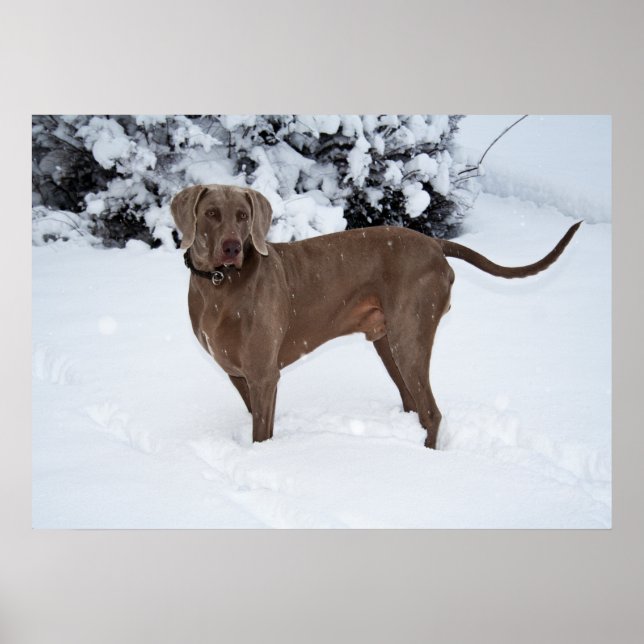 Pôster Cachorro Macho Weimaraner No Inverno (Frente)