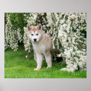 Poster Cachorro Malamute do Alasca em Flores Foto -